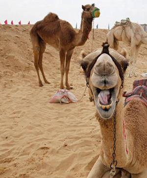 11 DÍAS / 10 Noches- TEHERAN-KASHAN-YAZD-SHIRAZ-ISFAHAN